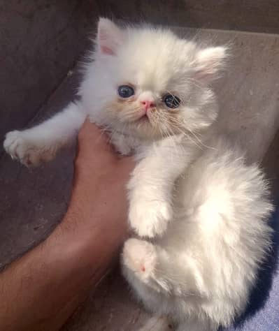 Persian Kitten Male