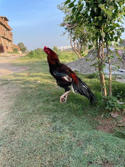 high quality birds