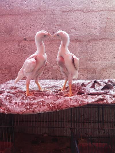 king size german o shamo chicks whatsapp 03168035881