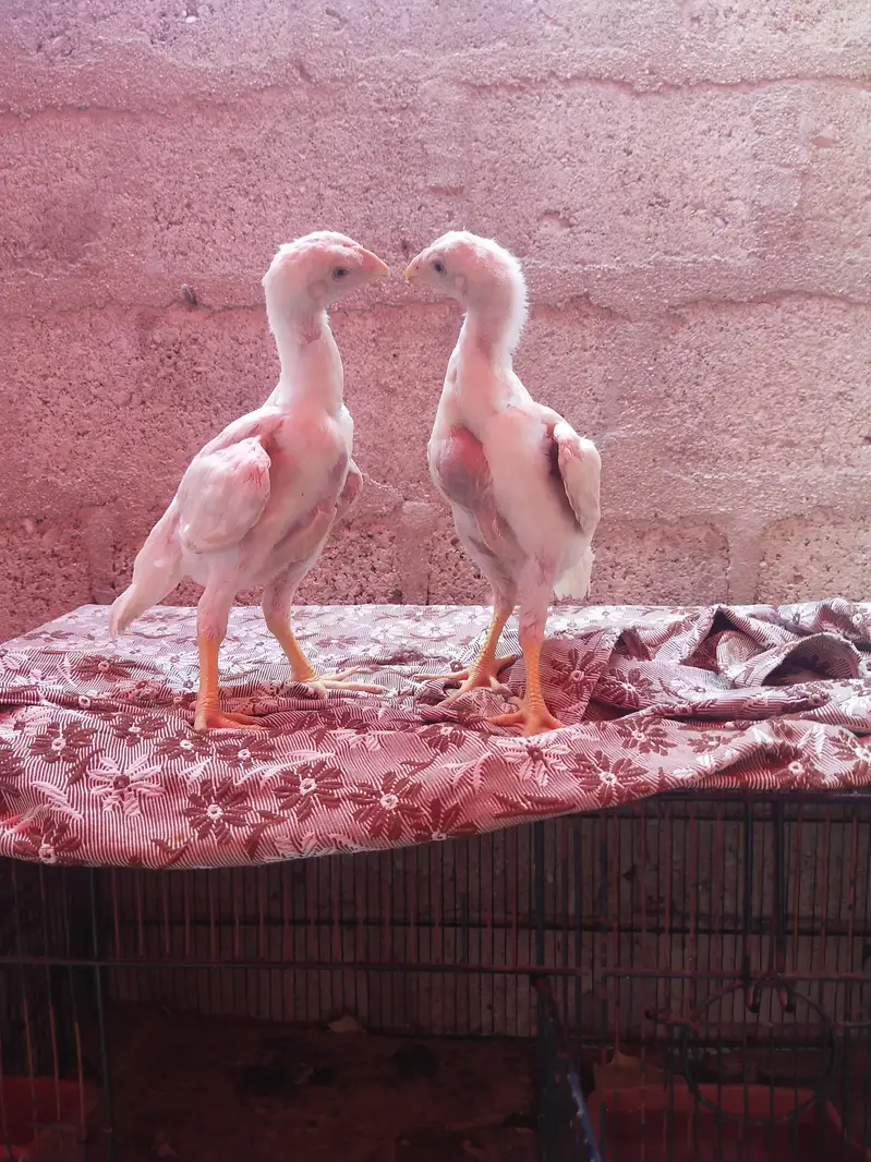king size german o shamo chicks whatsapp 03168035881