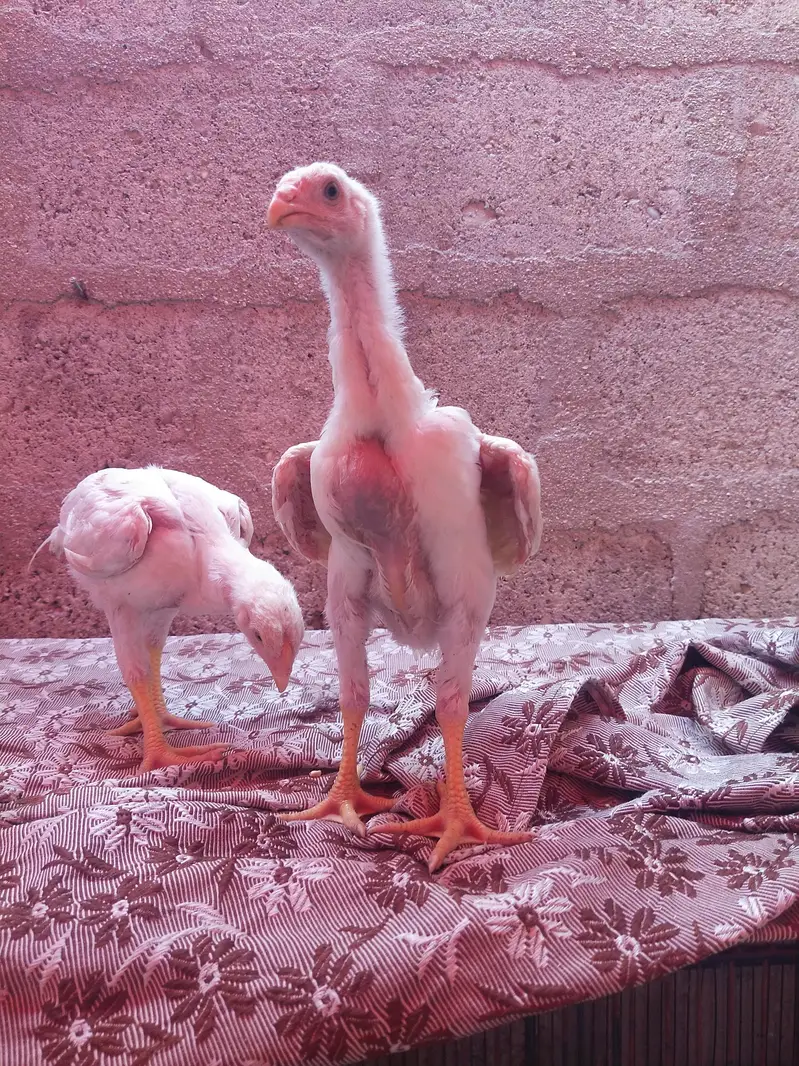 king size german o shamo chicks whatsapp 03168035881 — photo 2
