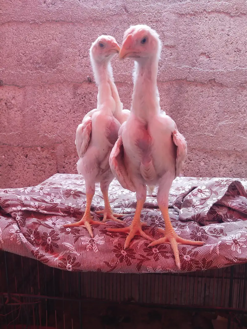 king size german o shamo chicks whatsapp 03168035881 — photo 4