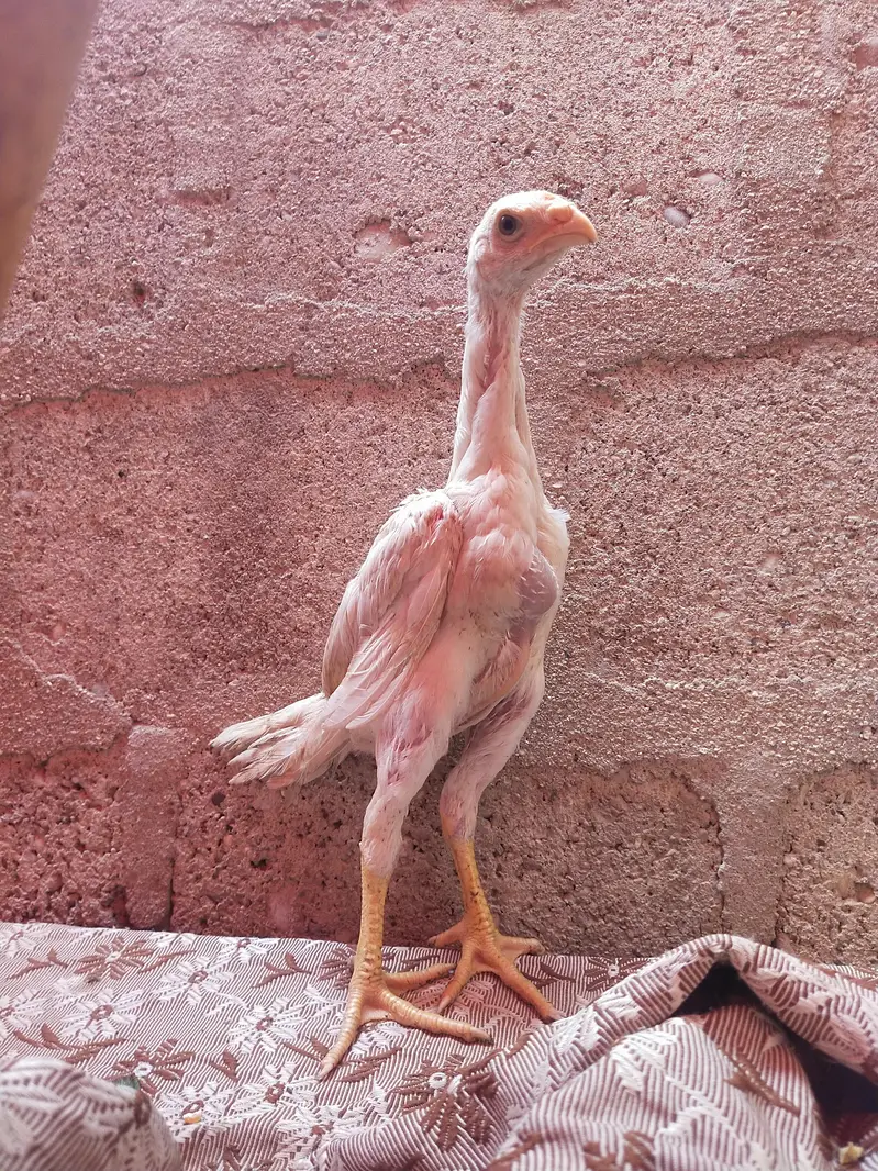king size german o shamo chicks whatsapp 03168035881 — photo 7
