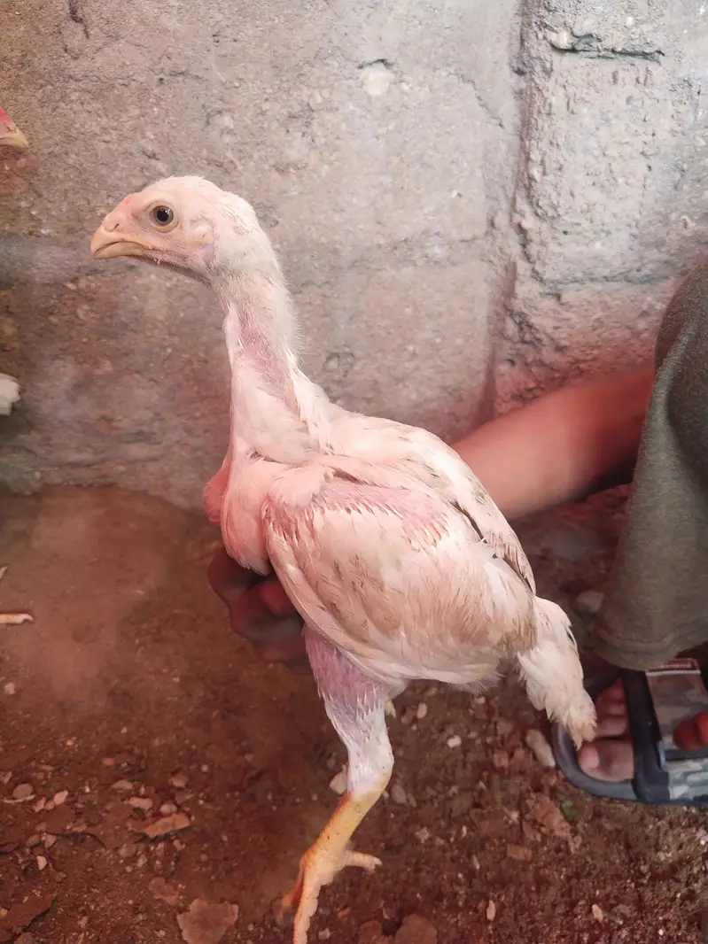 king size german o shamo chicks whatsapp 03168035881 — photo 8