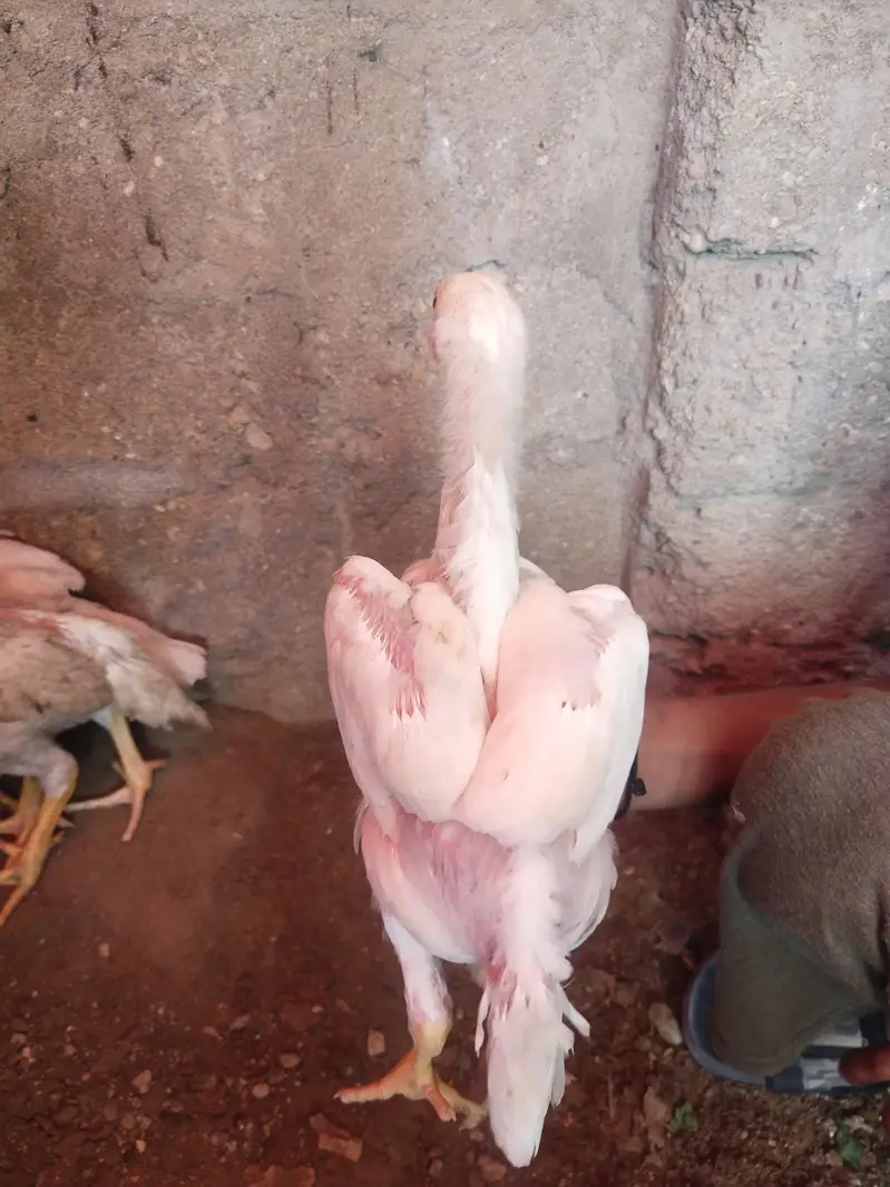 king size german o shamo chicks whatsapp 03168035881 — photo 9