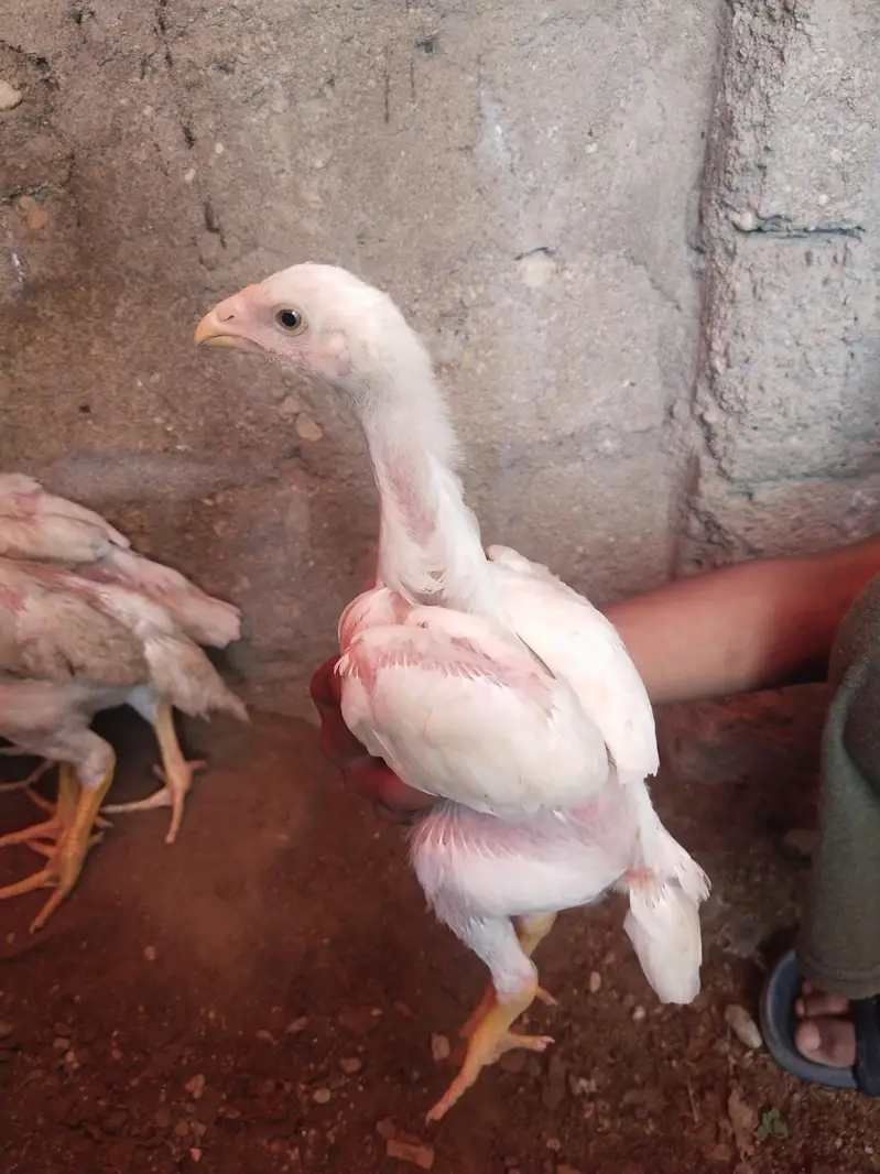 king size german o shamo chicks whatsapp 03168035881 — photo 10
