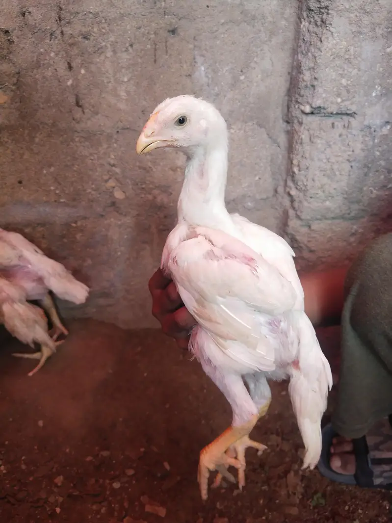 king size german o shamo chicks whatsapp 03168035881 — photo 11