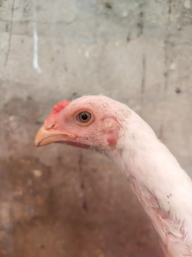 king size german o shamo chicks whatsapp 03168035881 — photo 12