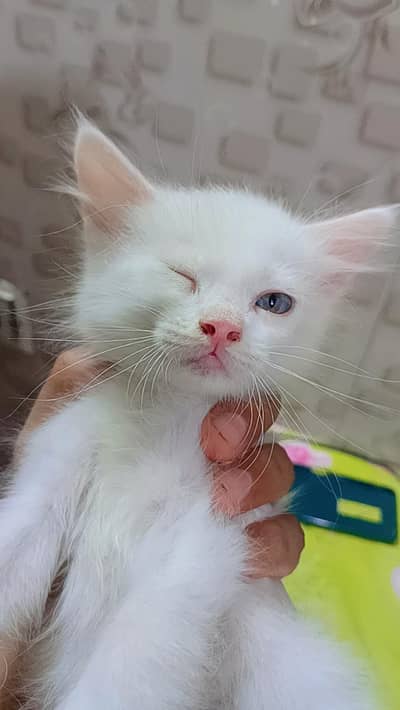 Persian cats
