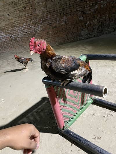2 aseel murgy ghar ky pally hoye