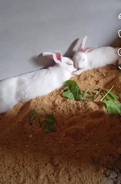 pair of rabbits