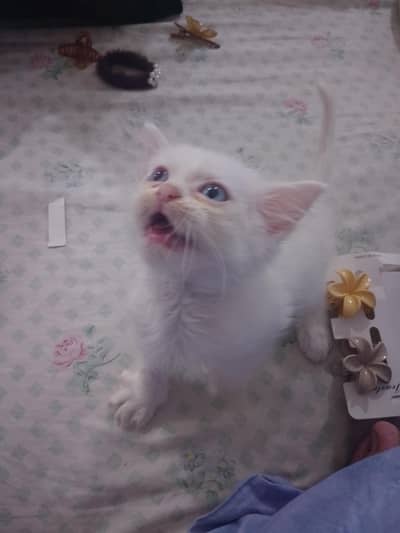 Persian kitten