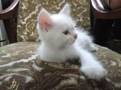 Persian Triple Coated White Kittens