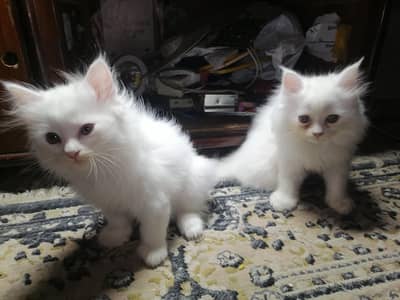 cats for sale Persian pair