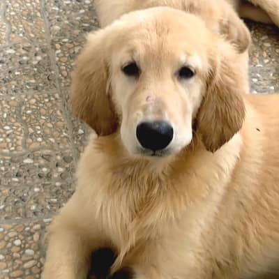Premium Premium Quality Home-Bred Golden Retriever Puppies