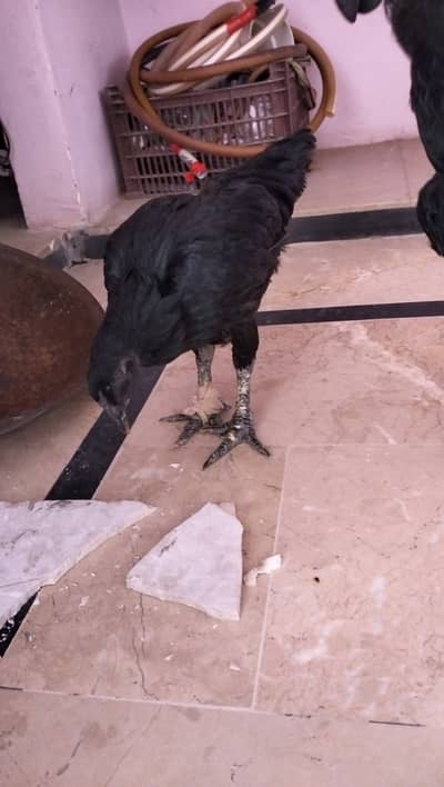Ayam Cemani