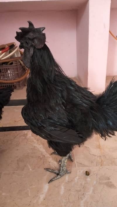Ayam Cemani