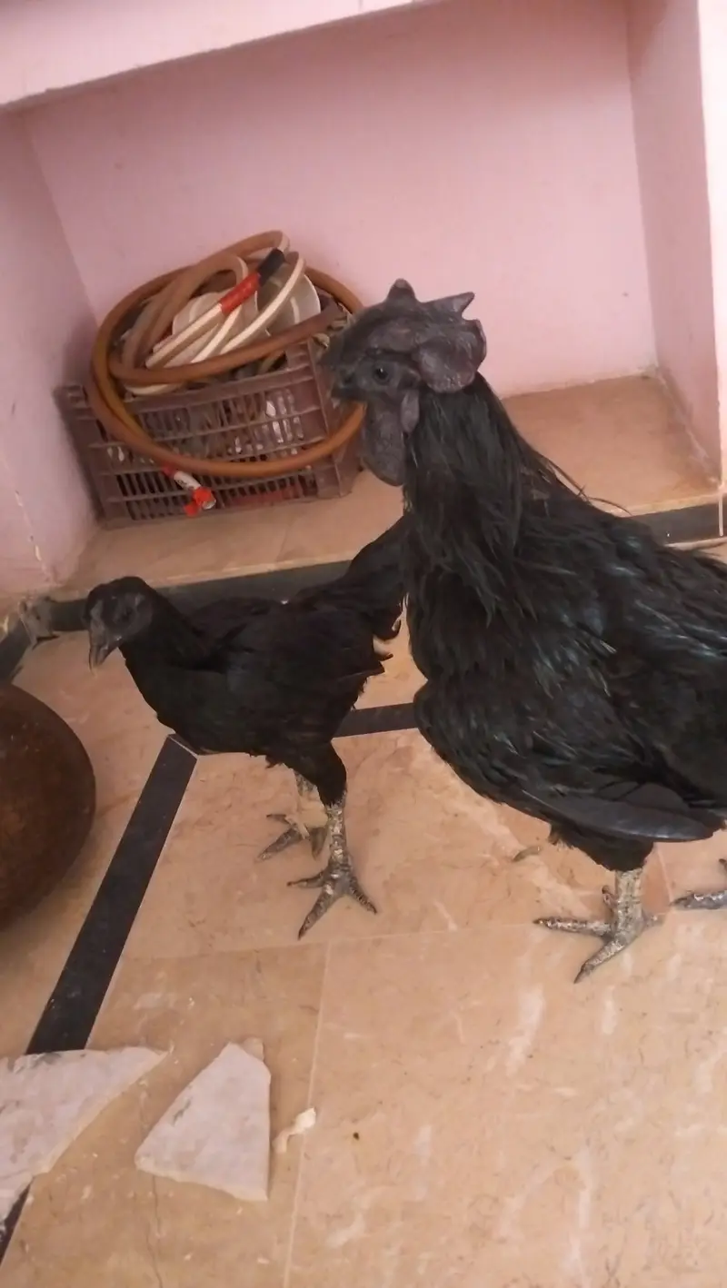 Ayam Cemani — photo 3