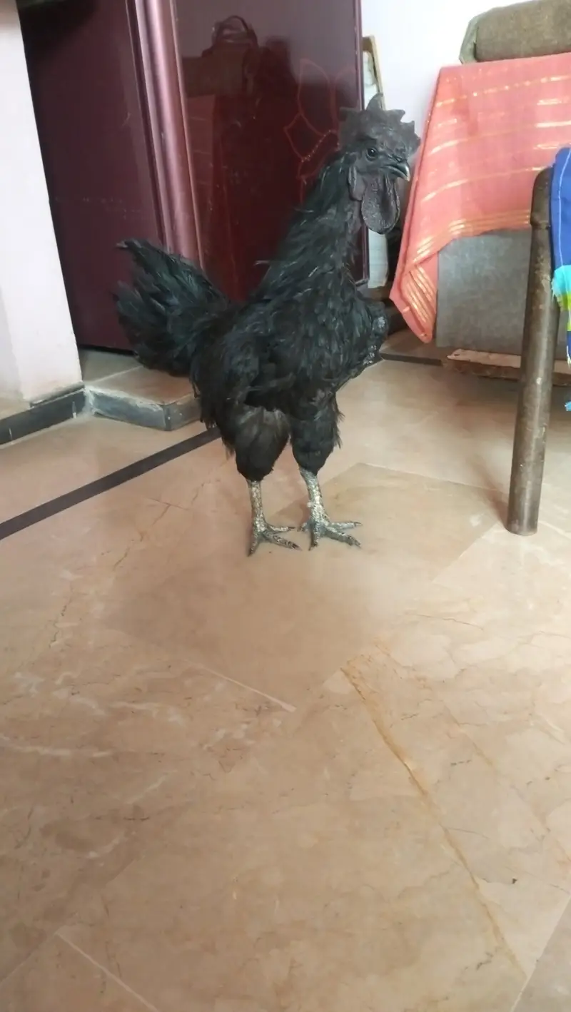 Ayam Cemani — photo 4