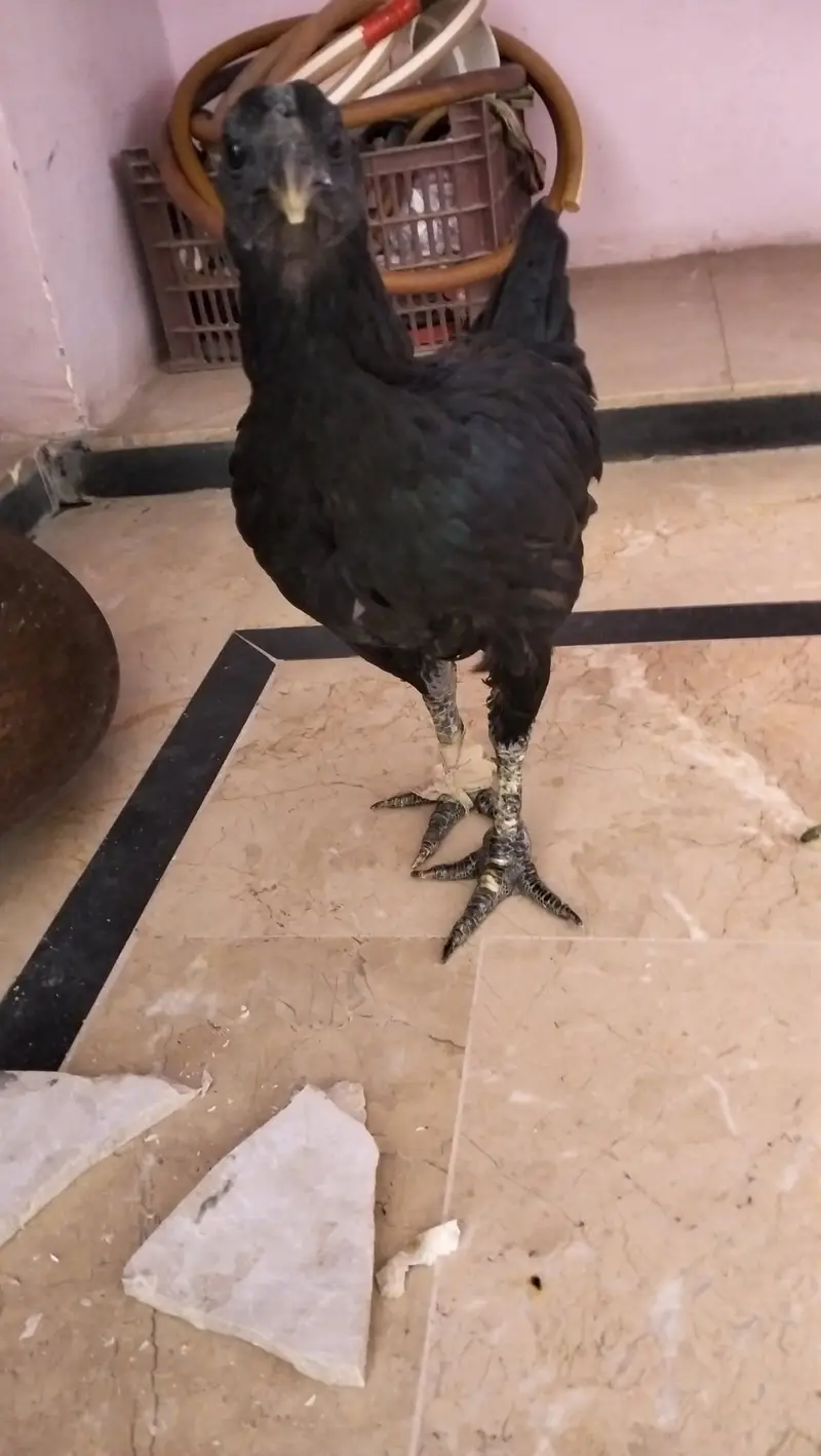 Ayam Cemani — photo 5