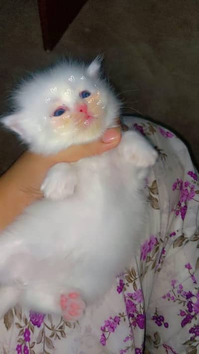 Persian cat kitten for sale
