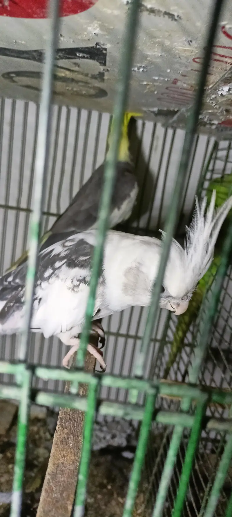Cockatiel breader pair tame and talking — photo 2
