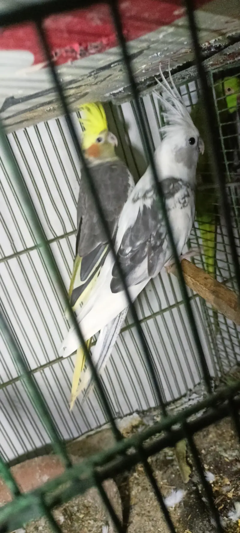 Cockatiel breader pair tame and talking — photo 3