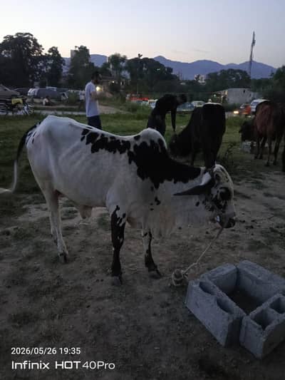 Worker required for my Dairy Farm in Qutbal Fateh Jang Road