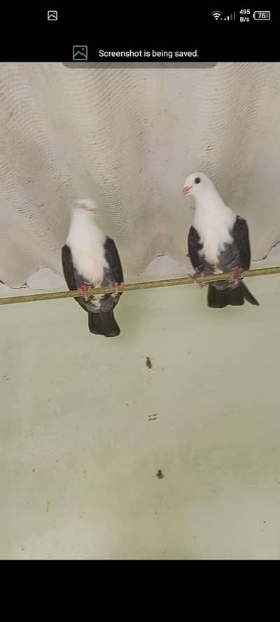 Karbalai phatty for sale