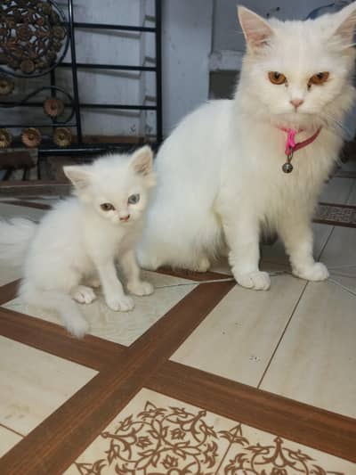 Cat And Baby Kitten Females