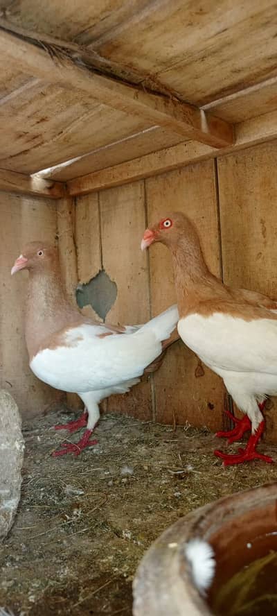 danish pair hy