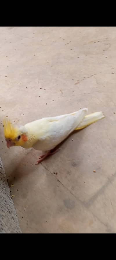 cream cocktail chicks