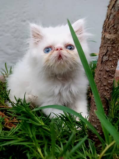 peki kitten