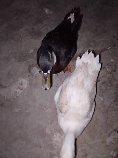 Pair he ducks ka ghar ki breed he