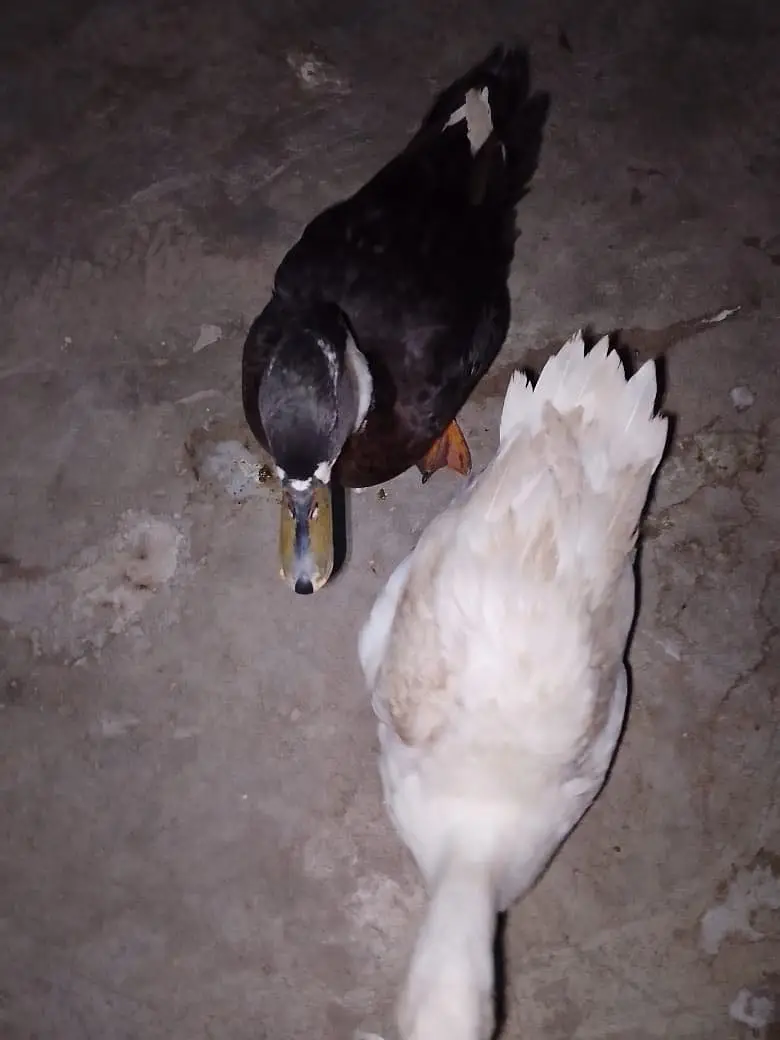 Pair he ducks ka ghar ki breed he