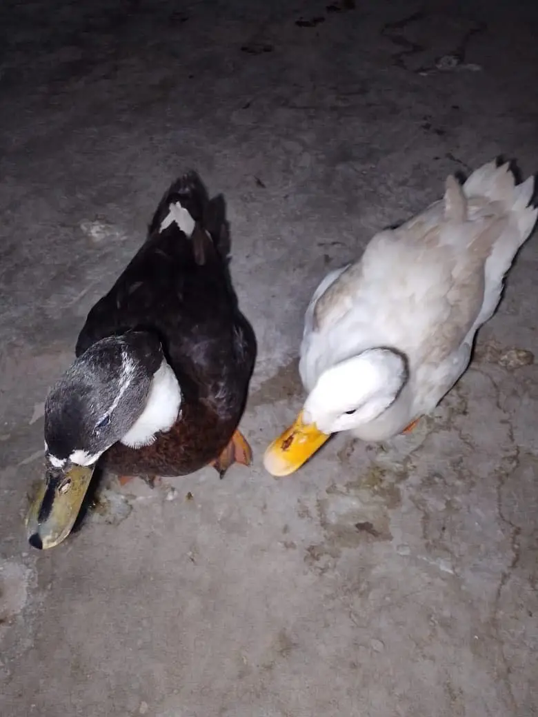 Pair he ducks ka ghar ki breed he — photo 2