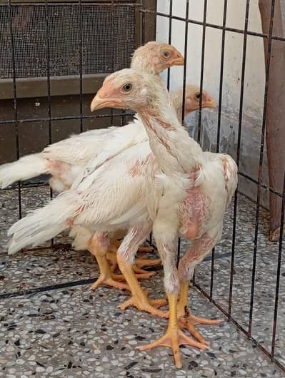 Parrot beak and white Shamo chicks available