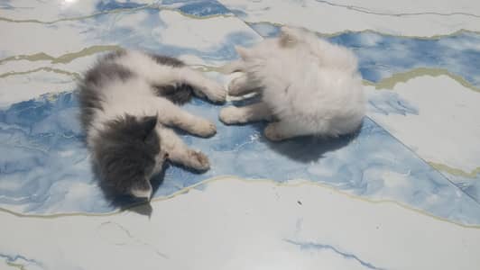 pure Persian kittens for sale