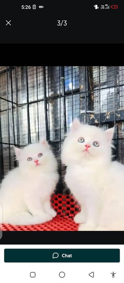 Persian cat for sale male or female my WhatsApp033585=68525