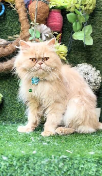 Male Persian cat . . 03247553203