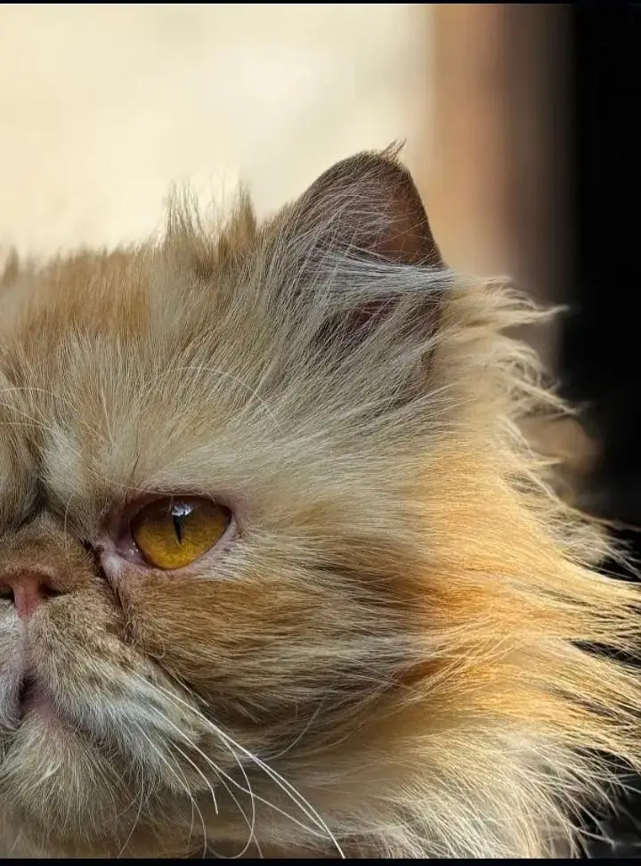 Male cat available for Mating/ stud service/cat cross and not for sale