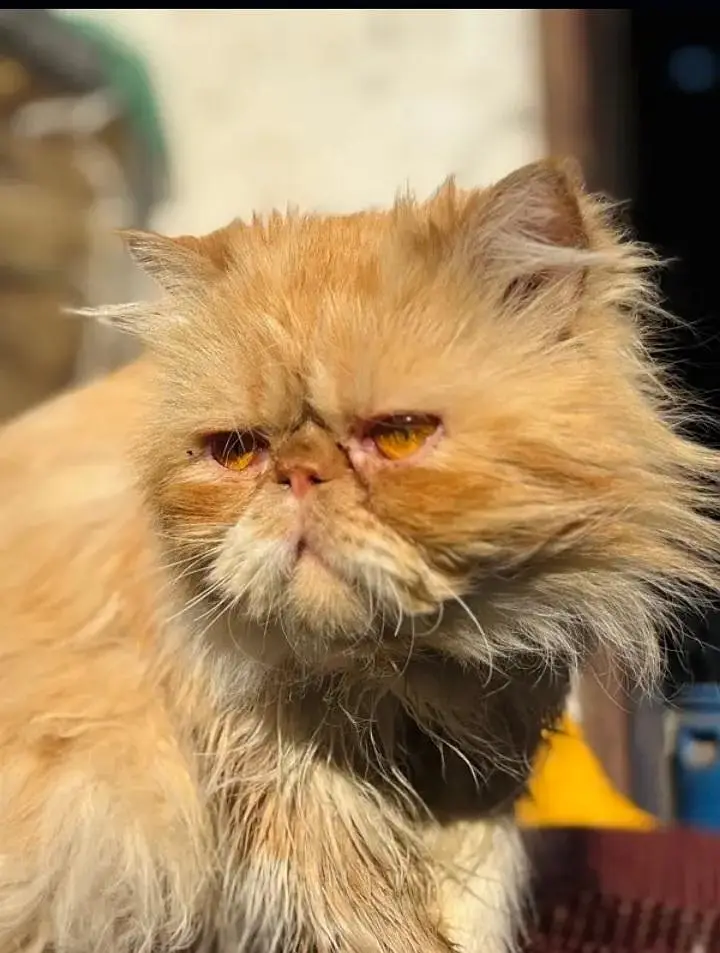 Male cat available for Mating/ stud service/cat cross and not for sale — photo 2