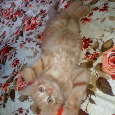 Cat for sale