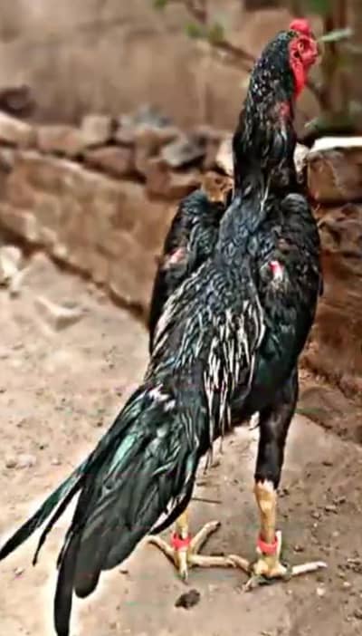 shamo