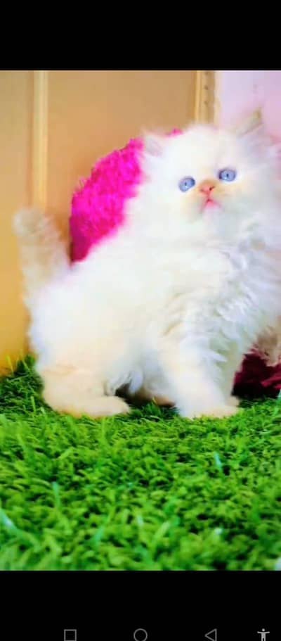 Persian cat for sale male or female my WhatsApp033585=68525