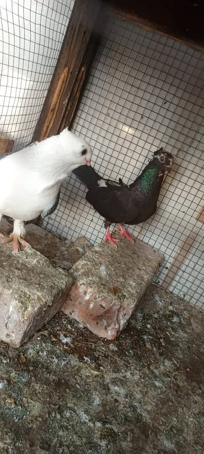 Sentinen breeder pair available hy