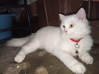 White Persian Triple Coated Cat