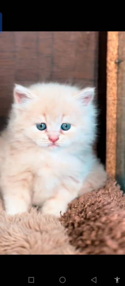Persian cat for sale male or female my WhatsApp033585=68525