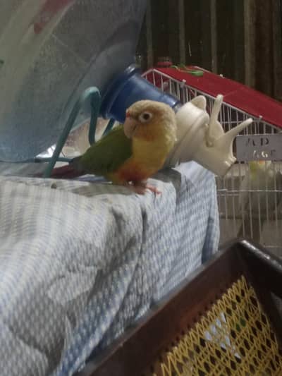 pineapple parots for argent sale