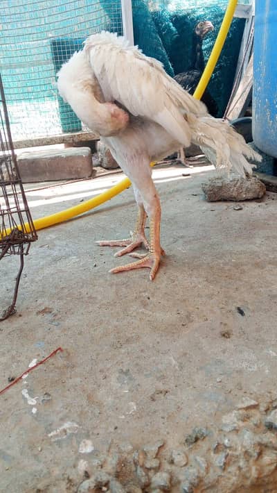 Indian parrot beak patha for urgent sale